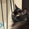 Mycatsarerad