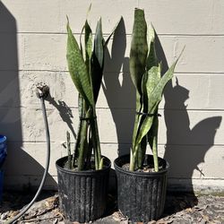 2 30in. Snake Plants 