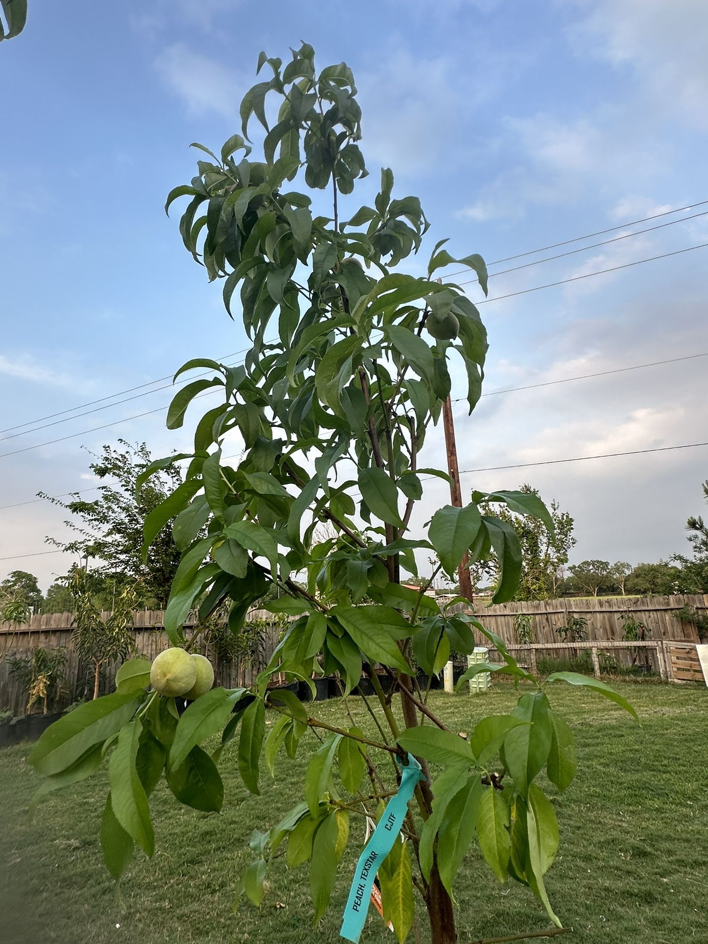 Tex King Peach Tree