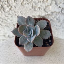 2 Inch Pot Succulent Plant - Echeveria Cante Glass - White Cloud - Rooted & Established - Drought Resistant 🪴 Perfect Baby & Wedding Shower Favors  