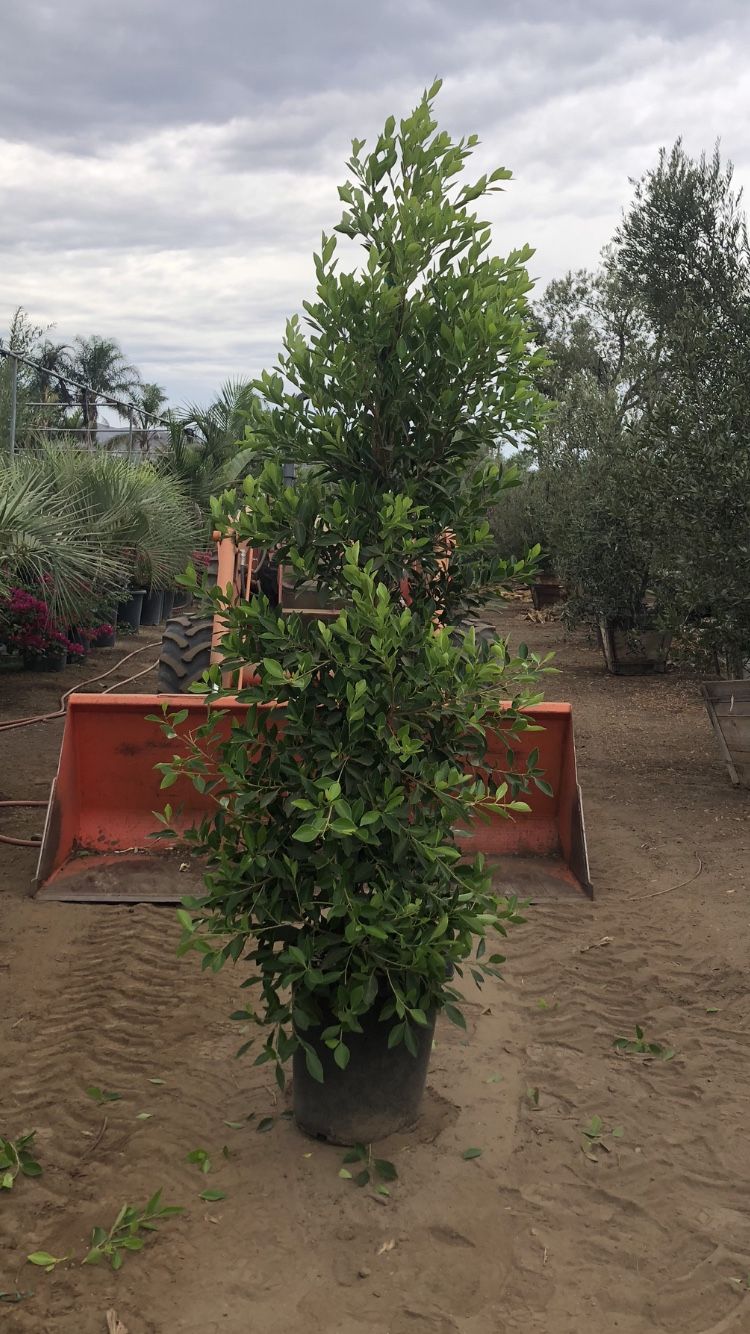 15g Ficus Nikita Column