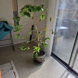 Coffee Plant/Tree FREE