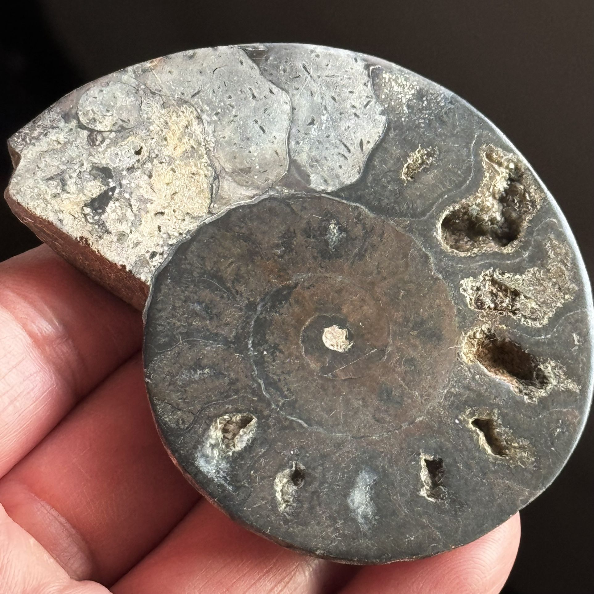 Natural Ammonite Fossil