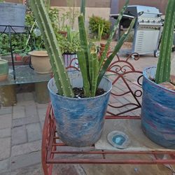 Plants, Cacti