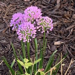 Purple Allium 