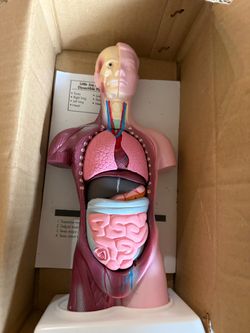 2 different Human anatomy models high quality