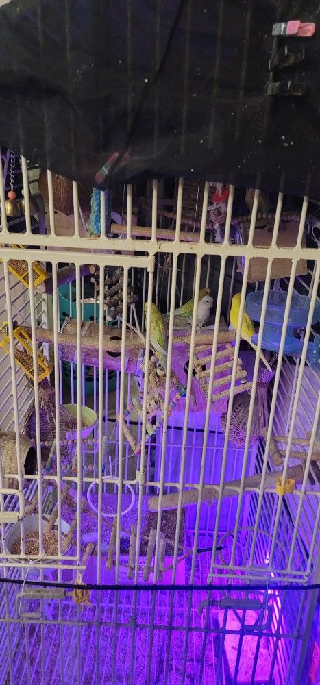 Parakeets/bird Cage