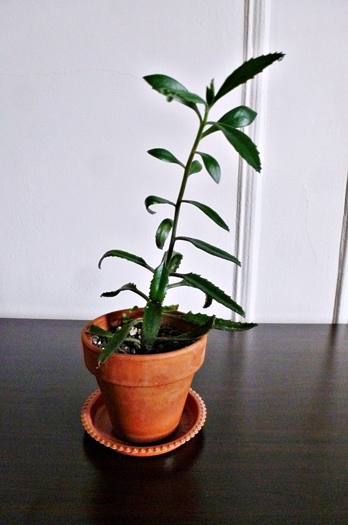 Cute Mother of Thousands Plant in Terracotta Pot