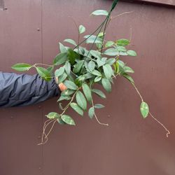 6” hoya fungii x royal hawaiian
