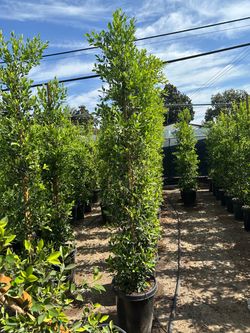 Ficus Nitida Indian Laurel 8’-9’ tall!!