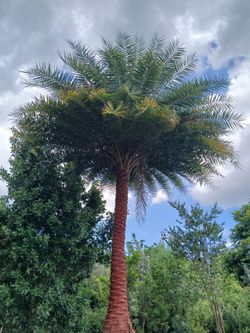 Sylvester Palm Tree $200 per ft trunk