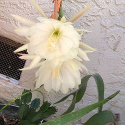 Orchid Cactus- Epiphyllum - Queen Of The Night-Potted  