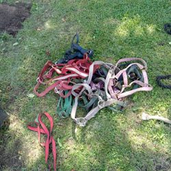 Horse Bridles