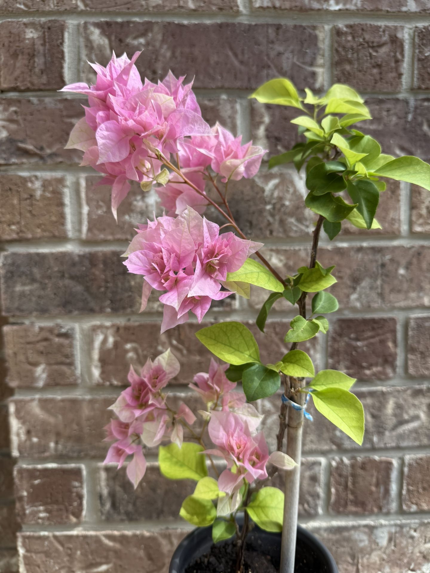 Bougainvillea Plant Double Flowers Blooming 5” Pot