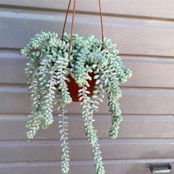 6” donkey tail