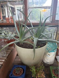 Aloe