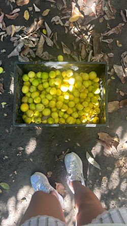Free limes