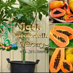 Hawaiian Papaya Trees  3gal Plantas  De Fruta Bomba 
