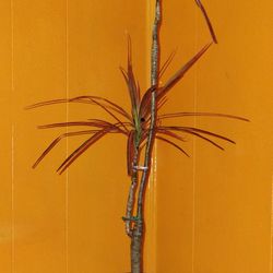 Madagascar Dragon Tree Plant 