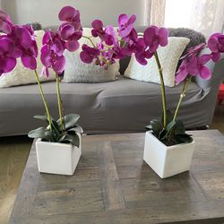 orchids