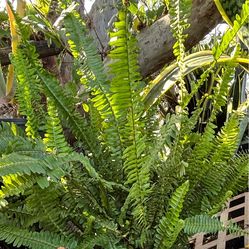 Fern plant