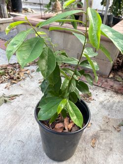 Soursop Tree