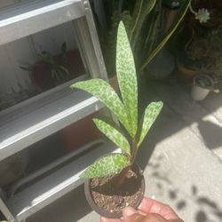 African Silver Squill House Plant Succulent 