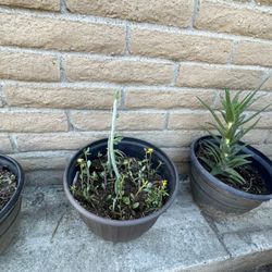 5  Plastic pots  Of Beautiful Plants  (about A Foot Wide)