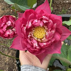 Water Lotu /lily Flower  / Garden Flower / Good For Porch  Deck 