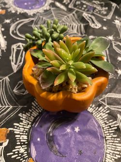 Pumpkin Planter with Live Succulents