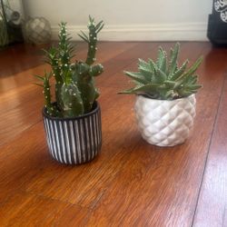 Small Potted Succulents 