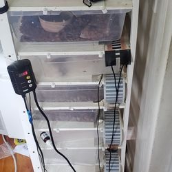 Reptile Rack
