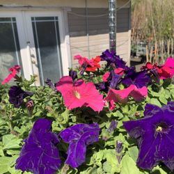 Flower Sale Different Prices