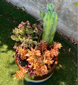 Large Desert Sunset Succulent Arrangement in Blue Glazed Planter