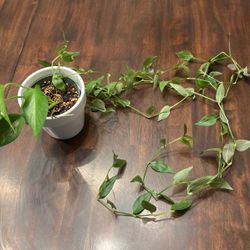 2 In 1 Pothos And Wandering Jew 
