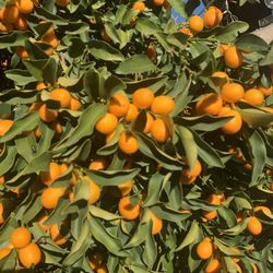 Small Organic Oranges