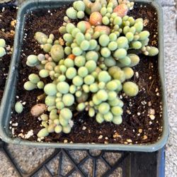Succulent Plant 4” Pot