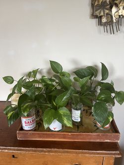 Household Plants You Can Grow In Water