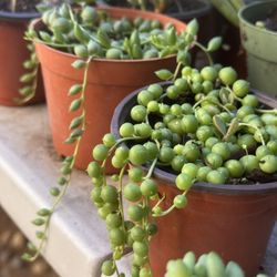 Succulents Plants 4”pot