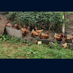 Farm Fresh Eggs Snohomish