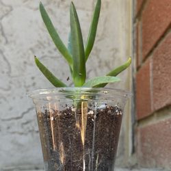 Ice Plants