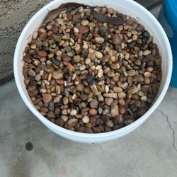 Rocks Stone Jelly Bean Garden Succulent