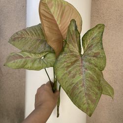 Syngonium Pink Splash CUTTING 