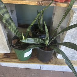 Live Snake Plants 