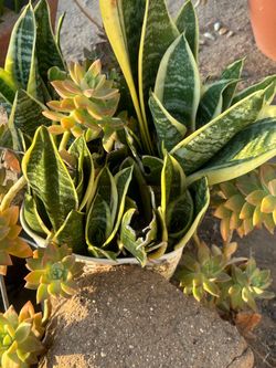 Succulent