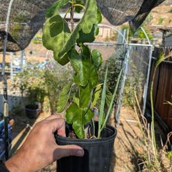Fruiting Fig Tree In 1 Gallon Pot