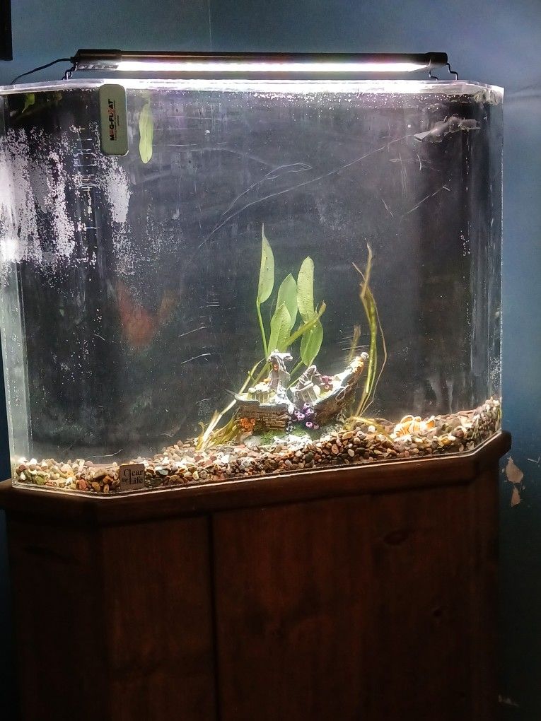50 Gallon Corner Aquarium