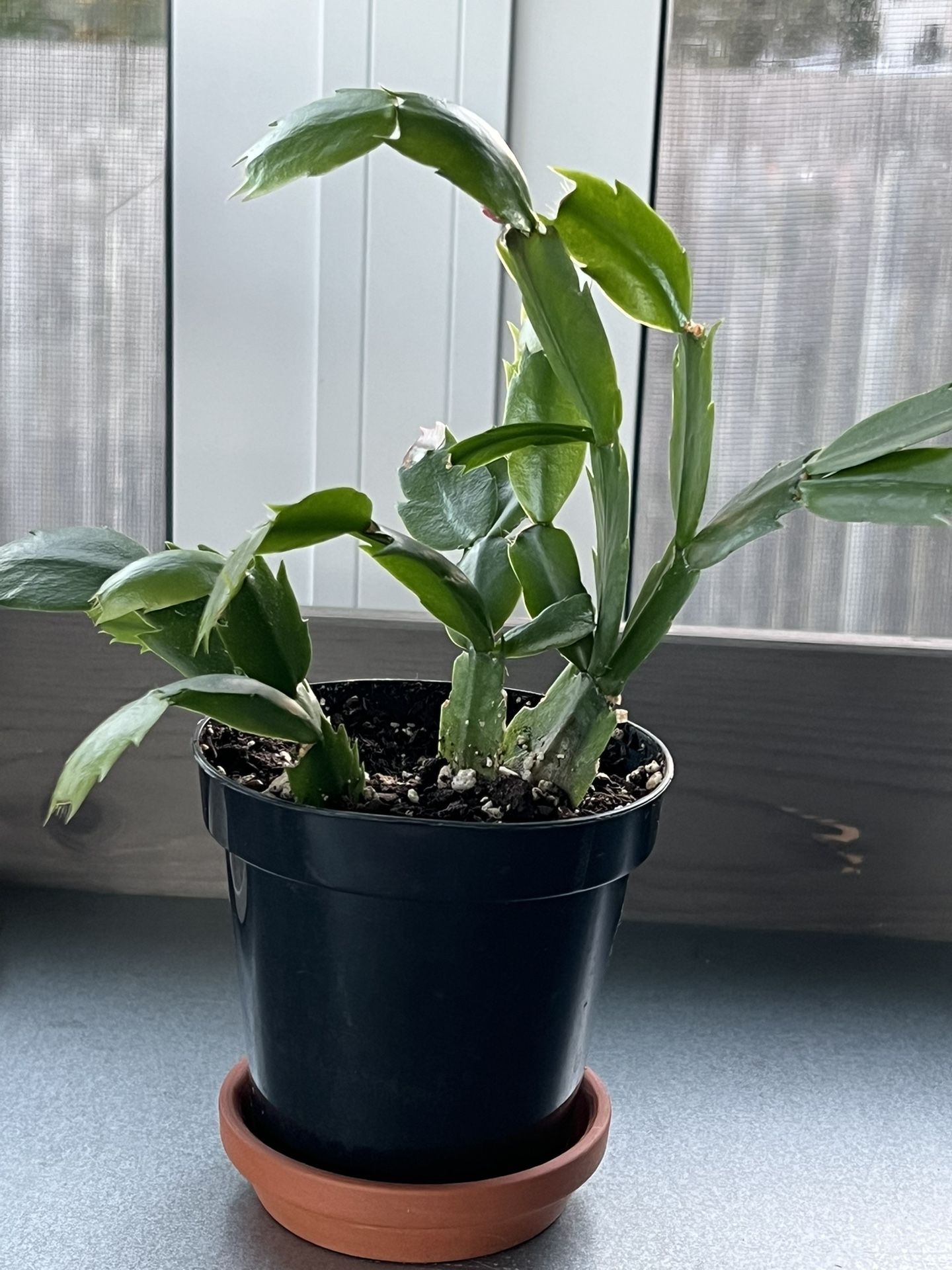 Christmas Cactus/Easter Cactus