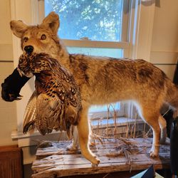 Full Body Mounted Coyote With pheasant