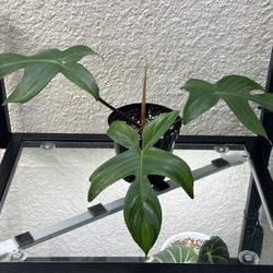 Plants & Supplies For Sale